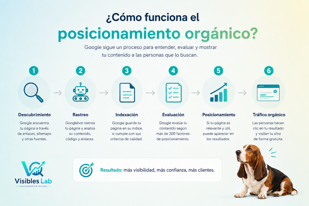 Infografía que explica cómo funciona el posicionamiento orgánico en Google: descubrimiento, rastreo, indexación, evaluación, posicionamiento y tráfico orgánico.